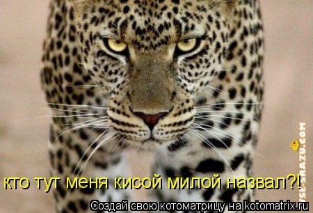 кто тут меня кисой милой назвал?!... Котоматрица: кто тут меня кисой милой назвал?!