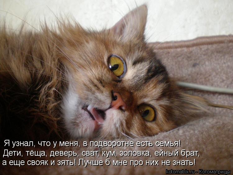 Я узнал, что у меня, в подворотне есть семья! Дети, тёща, деверь, сват, кум, золовка, ейный брат, а... Котоматрица: Я узнал, что у меня, в подворотне есть семья! Дети, тёща, деверь, сват, кум, золовка, ейный брат, а еще свояк и зять! Лучше б мне про них не знать