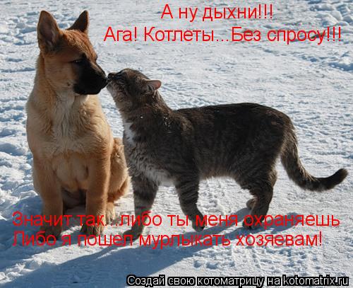 А ну дыхни!!! Ага! Котлеты...Без спросу!!! Значит так...либо ты меня охраняешь Либо я пошел мурлыкать... Котоматрица: А ну дыхни!!! Ага! Котлеты...Без спросу!!! Значит так...либо ты меня охраняешь Либо я пошел мурлыкать хозяевам!