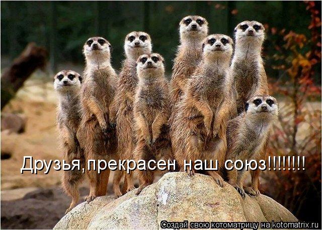 Друзья,прекрасен наш союз!!!!!!!!... Котоматрица: Друзья,прекрасен наш союз!!!!!!!!