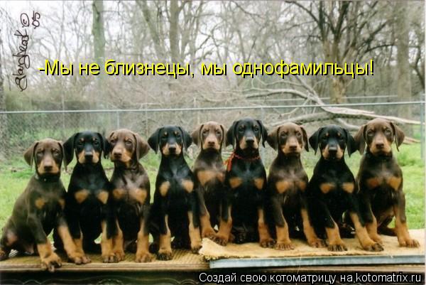 -Мы не близнецы, мы однофамильцы!... Котоматрица: -Мы не близнецы, мы однофамильцы!