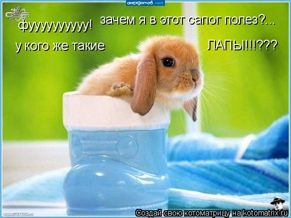 фуууууууууу! зачем я в этот сапог полез?... у кого же такие ЛАПЫ!!!???... Котоматрица: фуууууууууу! зачем я в этот сапог полез?... у кого же такие ЛАПЫ!!!???