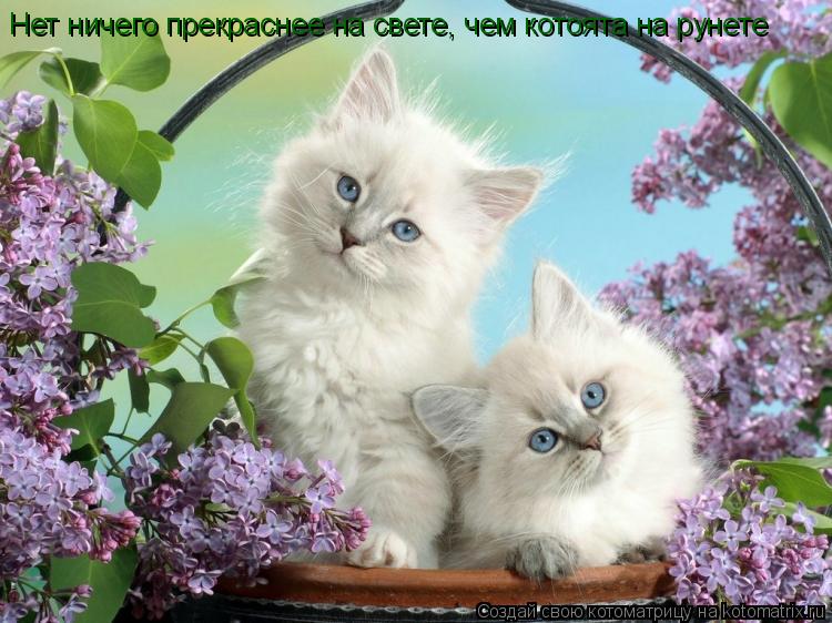 Нет ничего прекраснее на свете, чем котоята на рунете... Котоматрица: Нет ничего прекраснее на свете, чем котоята на рунете