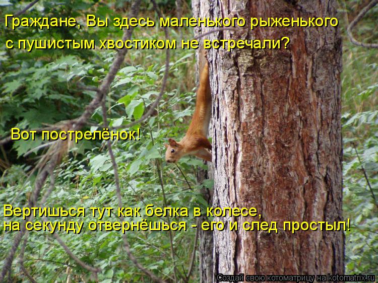 Граждане, Вы здесь маленького рыженького с пушистым хвостиком не встречали? Вот пострелёнок! Вертишь... Котоматрица: Граждане, Вы здесь маленького рыженького с пушистым хвостиком не встречали? Вот пострелёнок! Вертишься тут как белка в колесе, на секунду о