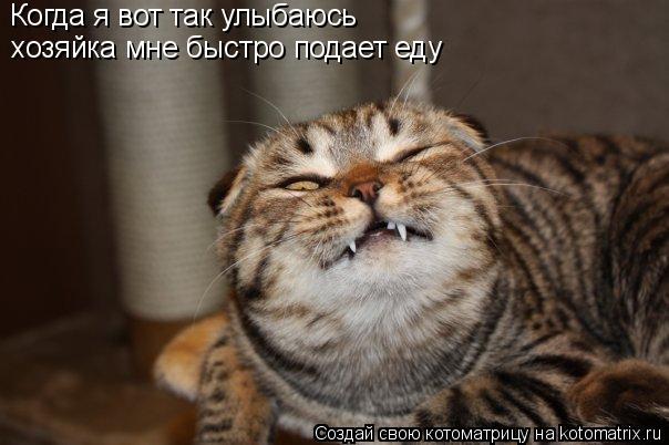 Когда я вот так улыбаюсь хозяйка мне быстро подает еду... Котоматрица: Когда я вот так улыбаюсь хозяйка мне быстро подает еду