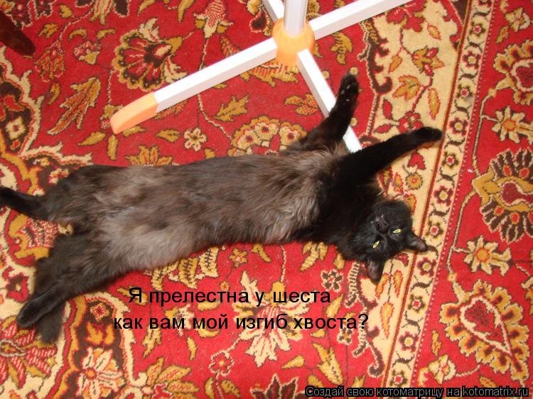 Я прелестна у шеста как вам мой изгиб хвоста?... Котоматрица: Я прелестна у шеста как вам мой изгиб хвоста?
