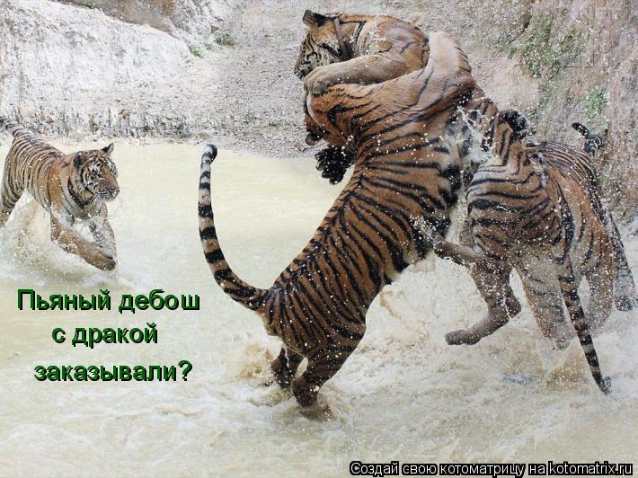Пьяный дебош с дракой заказывали?... Котоматрица: Пьяный дебош с дракой заказывали?