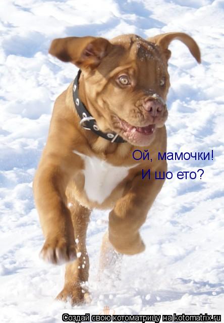 Ой, мамочки! И шо ето?... Котоматрица: Ой, мамочки! И шо ето?
