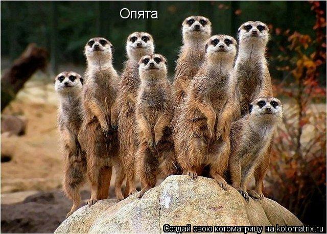 Опята... Котоматрица: Опята