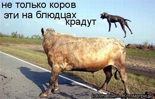 не только коров эти на блюдцах крадут... Котоматрица: не только коров эти на блюдцах крадут