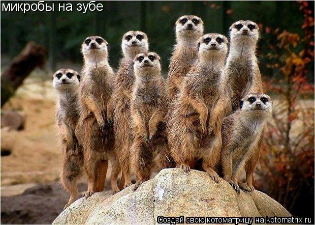 микробы на зубе... Котоматрица: микробы на зубе