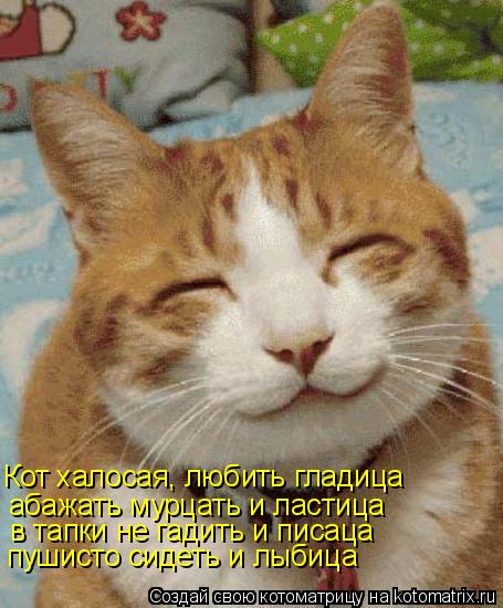 Кот халосая, любить гладица абажать мурцать и ластица в тапки не гадить и писаца пушисто сидеть и лыб... Котоматрица: Кот халосая, любить гладица абажать мурцать и ластица в тапки не гадить и писаца пушисто сидеть и лыбица