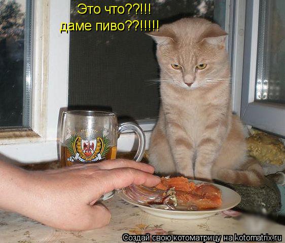 Это что??!!! даме пиво??!!!!!... Котоматрица: Это что??!!! даме пиво??!!!!!