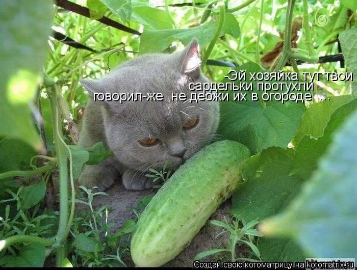 -Эй хозяйка тут твои сардельки протухли говорил-же не деожи их в огороде ...... Котоматрица: -Эй хозяйка тут твои сардельки протухли говорил-же не деожи их в огороде ...