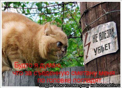 Будто я думаю, что за съеденную сметану меня по головке погладят...... Котоматрица: Будто я думаю, что за съеденную сметану меня по головке погладят...