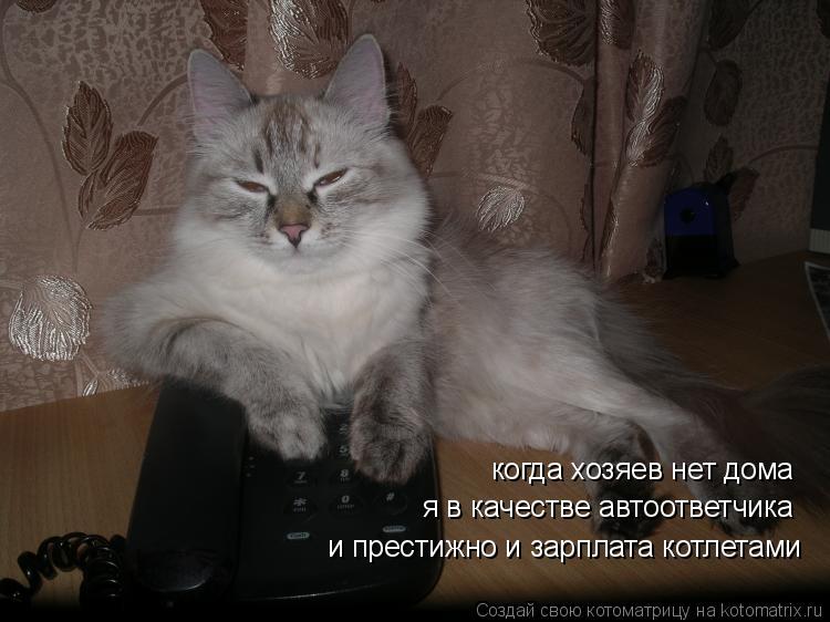 когда хозяев нет дома я в качестве автоответчика и престижно и зарплата котлетами... Котоматрица: когда хозяев нет дома я в качестве автоответчика и престижно и зарплата котлетами