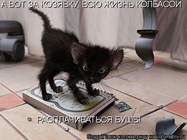 А ВОТ ЗА КОЗЯВКУ, ВСЮ ЖИЗНЬ КОЛБАСОЙ РАСПЛАЧИВАТЬСЯ БУШЬ!... Котоматрица: А ВОТ ЗА КОЗЯВКУ, ВСЮ ЖИЗНЬ КОЛБАСОЙ РАСПЛАЧИВАТЬСЯ БУШЬ!