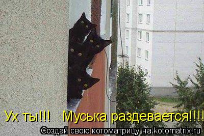 Ух ты!!! Муська раздевается!!!!... Котоматрица: Ух ты!!! Муська раздевается!!!!