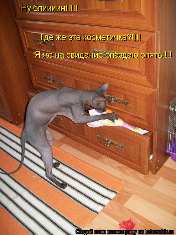 Ну блиииин!!!!! Где же эта косметичка?!!!! Я же на свидание опаздаю опять!!!!... Котоматрица: Ну блиииин!!!!! Где же эта косметичка?!!!! Я же на свидание опаздаю опять!!!!