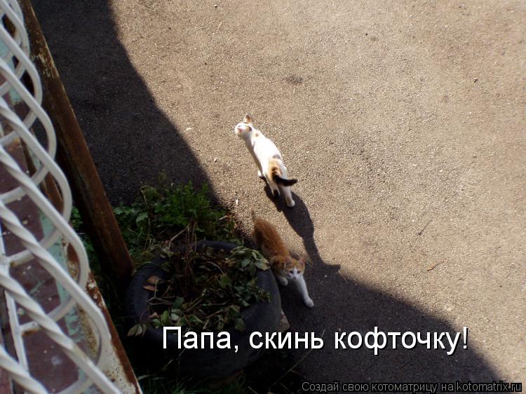 Папа, скинь кофточку!... Котоматрица: Папа, скинь кофточку!