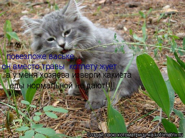 повезложе ваське он вместо травы котлету жуёт повезложе ваське он вместо травы котлету жует а у ме... Котоматрица: повезложе ваське он вместо травы котлету жуёт повезложе ваське он вместо травы котлету жует а у меня хозяева изверги какиета еды нормаль