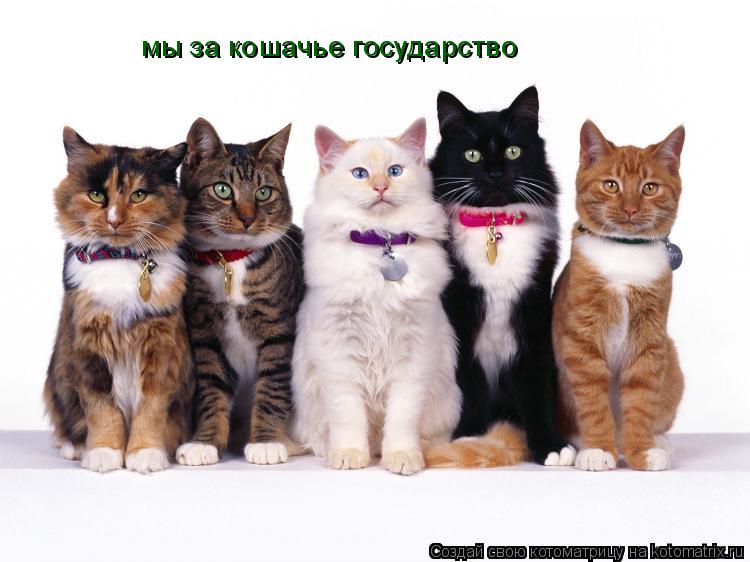 мы за кошачье государство... Котоматрица: мы за кошачье государство