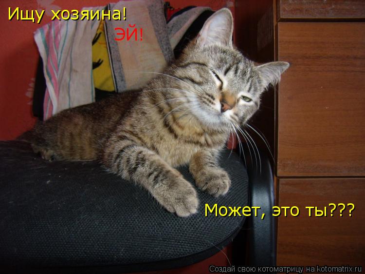 Ищу хозяина! ЭЙ! Может, это ты???... Котоматрица: Ищу хозяина! ЭЙ! Может, это ты???