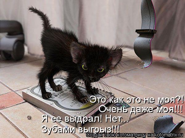 Это как это не моя?! Очень даже моя!!! Я ее выдрал! Нет... Зубами выгрыз!!!... Котоматрица: Это как это не моя?! Очень даже моя!!! Я ее выдрал! Нет... Зубами выгрыз!!!