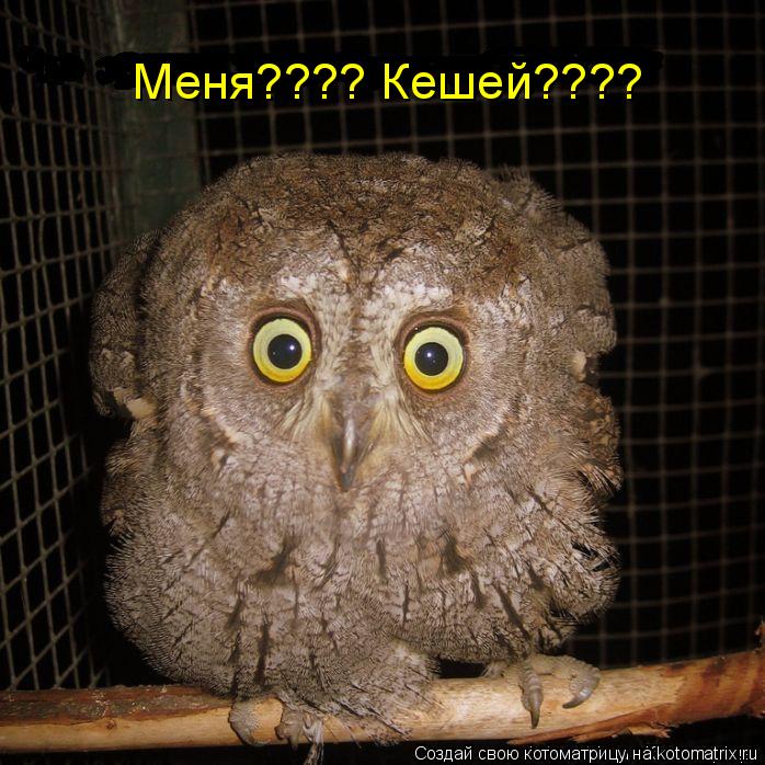 Меня???? Кешей????... Котоматрица: Меня???? Кешей????