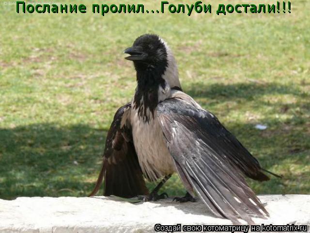 Послание пролил...Голуби достали!!!... Котоматрица: Послание пролил...Голуби достали!!!