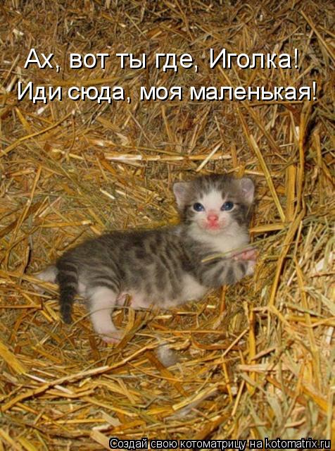 Ах, вот ты где, Иголка! Иди сюда, моя маленькая!... Котоматрица: Ах, вот ты где, Иголка! Иди сюда, моя маленькая!