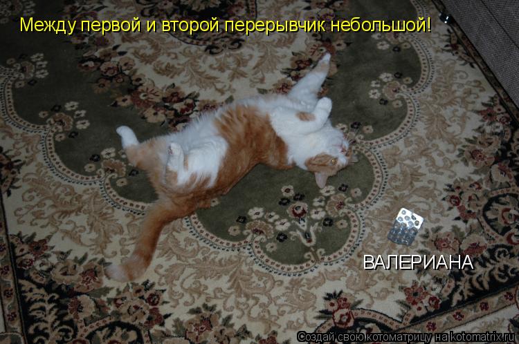 ВАЛЕРИАНА Между первой и второй перерывчик небольшой!... Котоматрица: ВАЛЕРИАНА Между первой и второй перерывчик небольшой!