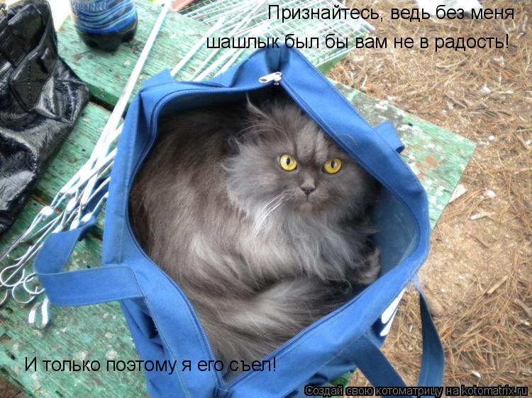 Признайтесь, ведь без меня шашлык был бы вам не в радость! И только поэтому я его съел!... Котоматрица: Признайтесь, ведь без меня шашлык был бы вам не в радость! И только поэтому я его съел!