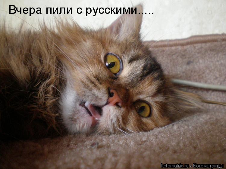 Вчера пили с русскими........ Котоматрица: Вчера пили с русскими.....