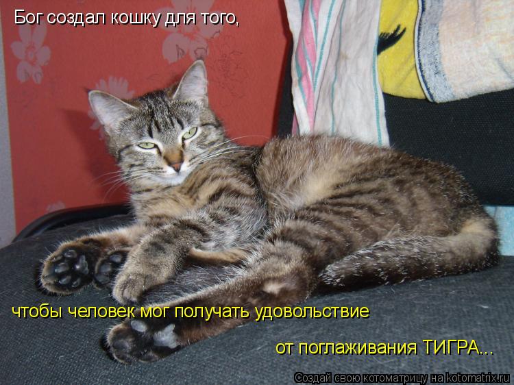 Бог создал кошку для того, чтобы человек мог получать удовольствие от поглаживания ТИГРА...... Котоматрица: Бог создал кошку для того, чтобы человек мог получать удовольствие от поглаживания ТИГРА...