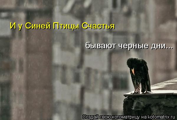 И у Синей Птицы Счастья бывают черные дни...... Котоматрица: И у Синей Птицы Счастья бывают черные дни...