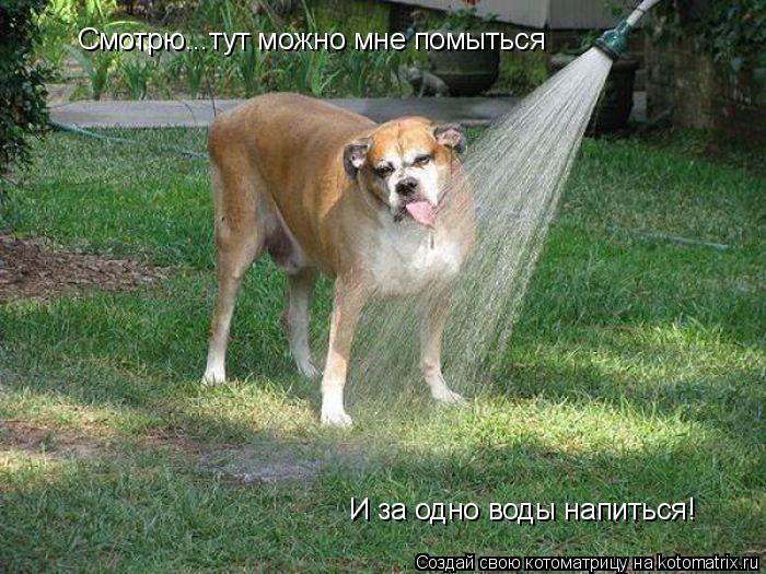 Смотрю...тут можно мне помыться И за одно воды напиться!... Котоматрица: Смотрю...тут можно мне помыться И за одно воды напиться!