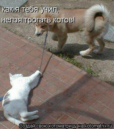 как я тебя учил, нелзя трогать котов!... Котоматрица: как я тебя учил, нелзя трогать котов!