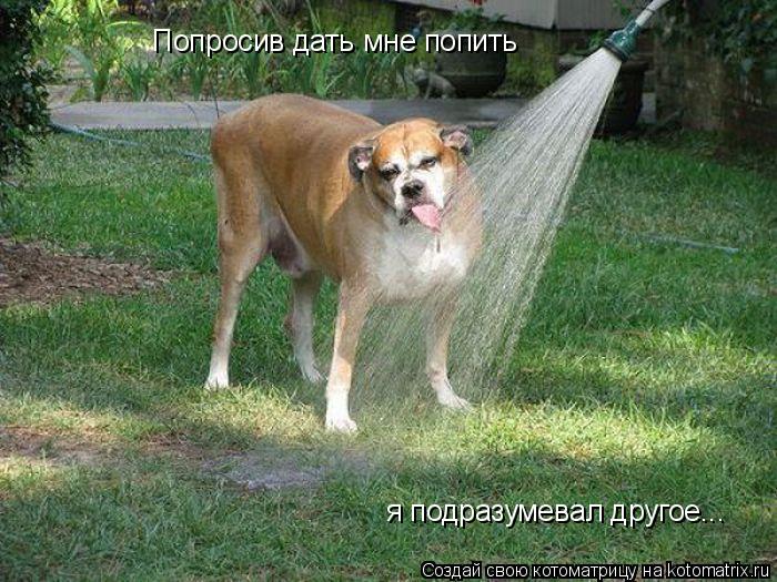 Попросив дать мне попить я подразумевал другое...... Котоматрица: Попросив дать мне попить я подразумевал другое...