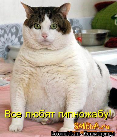 Все любят гипножабу!... Котоматрица: Все любят гипножабу!