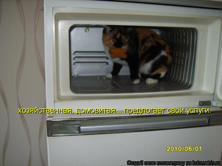 хозяйственная, домовитая... предлогает свои услуги.... Котоматрица: хозяйственная, домовитая... предлогает свои услуги.