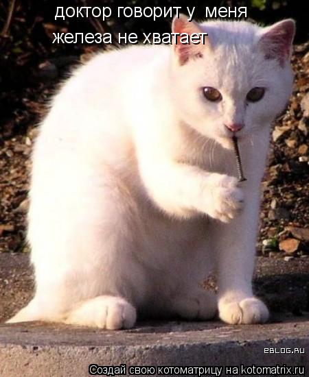 доктор говорит у меня железа не хватает... Котоматрица: доктор говорит у меня железа не хватает