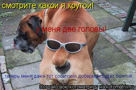 смотрите какои я крутои! у меня две головы! теперь меня даже тот сосетскии доберман теперь меня даже ... Котоматрица: смотрите какои я крутои! у меня две головы! теперь меня даже тот сосетскии доберман теперь меня даже тот сосетскии доберман будет боятся!