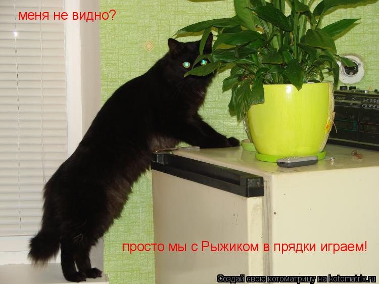 меня не видно? просто мы с Рыжиком в прядки играем!... Котоматрица: меня не видно? просто мы с Рыжиком в прядки играем!