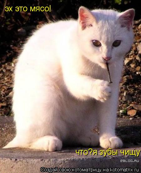 эх это мясо! что?я зубы чищу!... Котоматрица: эх это мясо! что?я зубы чищу!
