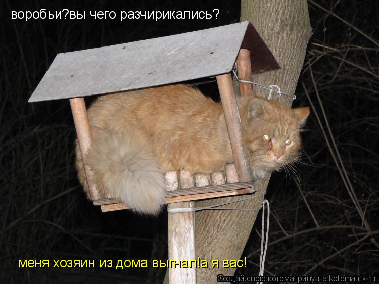 воробьи?вы чего разчирикались? меня хозяин из дома выгнал!а я вас!... Котоматрица: воробьи?вы чего разчирикались? меня хозяин из дома выгнал!а я вас!