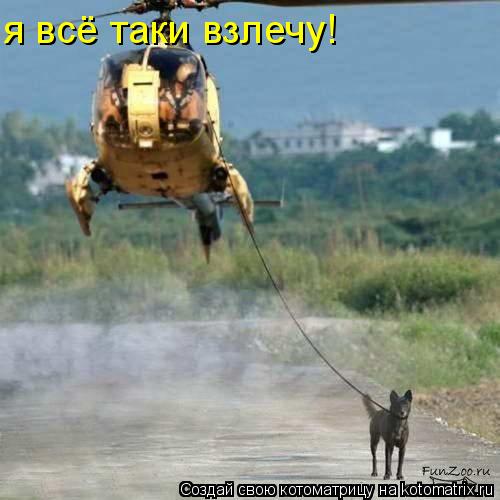 я всё таки взлечу!... Котоматрица: я всё таки взлечу!