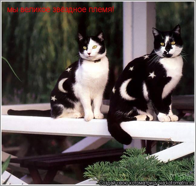 мы великое звёздное племя!... Котоматрица: мы великое звёздное племя!