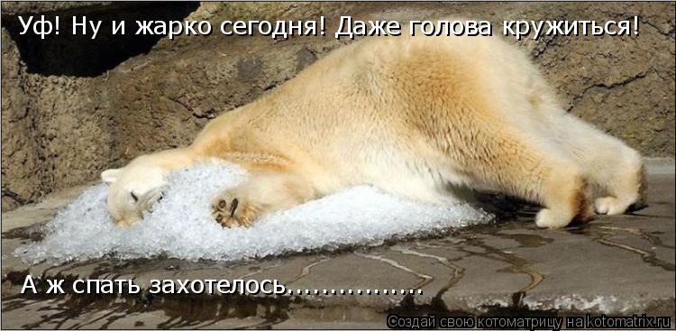 Уф! Ну и жарко сегодня! Даже голова кружиться! А ж спать захотелось................... Котоматрица: Уф! Ну и жарко сегодня! Даже голова кружиться! А ж спать захотелось................