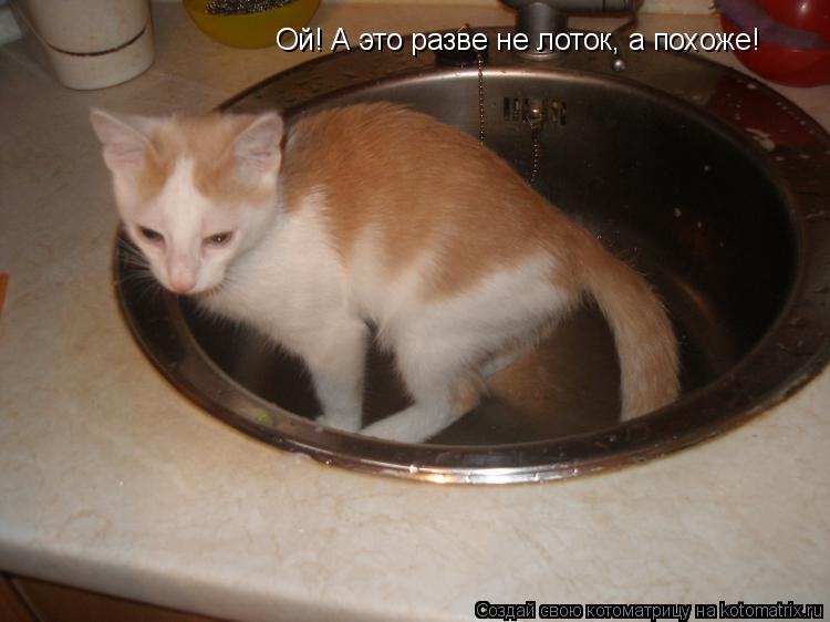 Ой! А это разве не лоток, а похоже!... Котоматрица: Ой! А это разве не лоток, а похоже!
